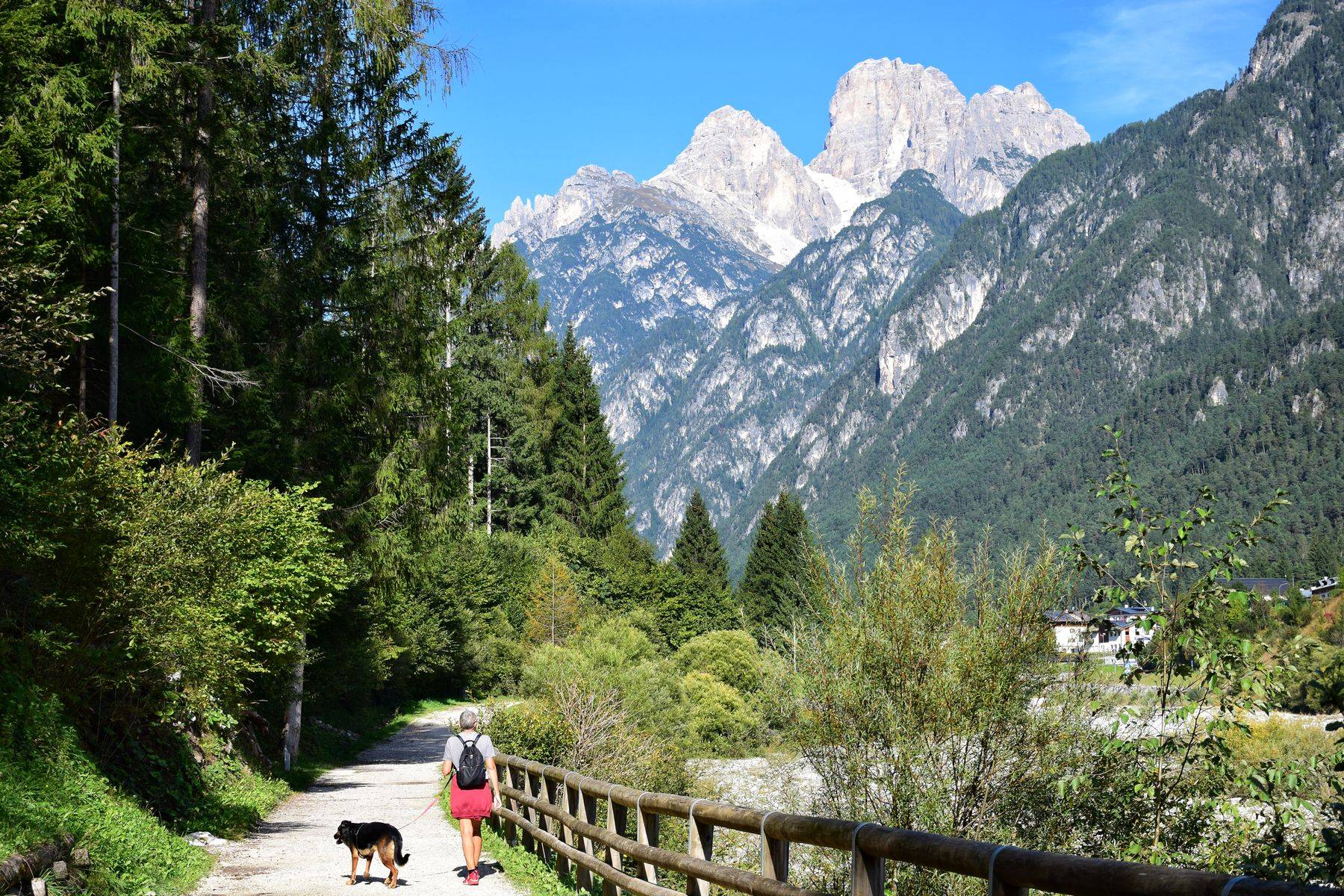 Una passeggiata col cane sul sentiero nel bosco