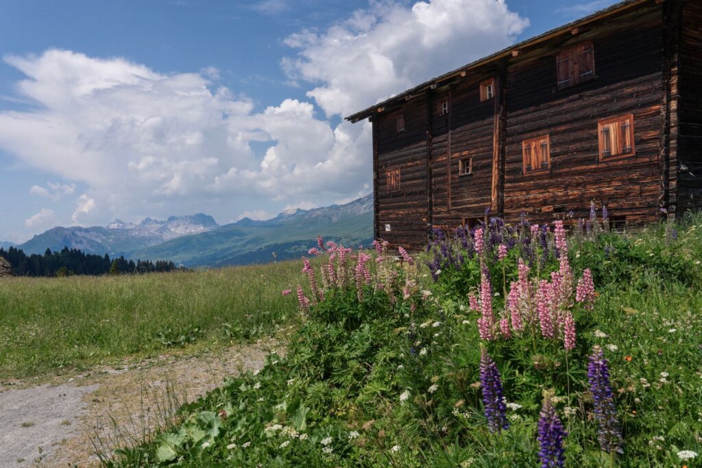 La casera di tronchi scuri con i lupini in fiore e lo sterrato