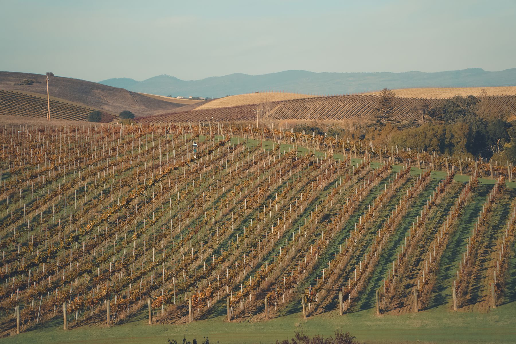 Il vigneto in autunno