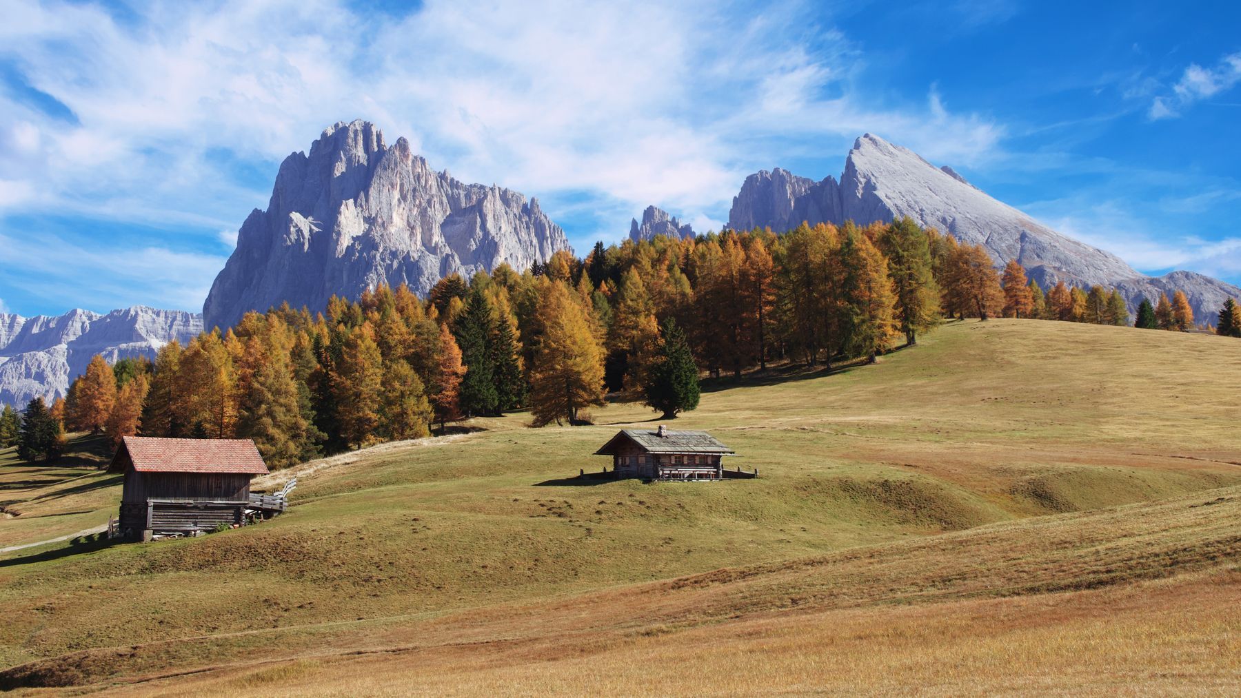 I larici d’ottobre
