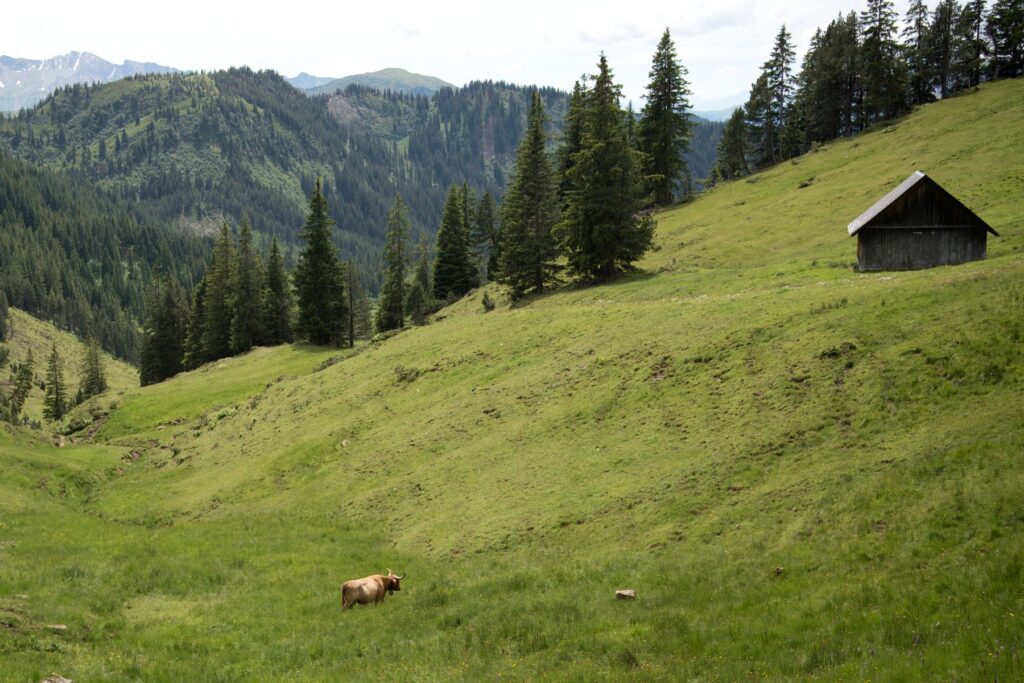 La casera sul pascolo in pendio, tra gli abeti, con una mucca al pascolo