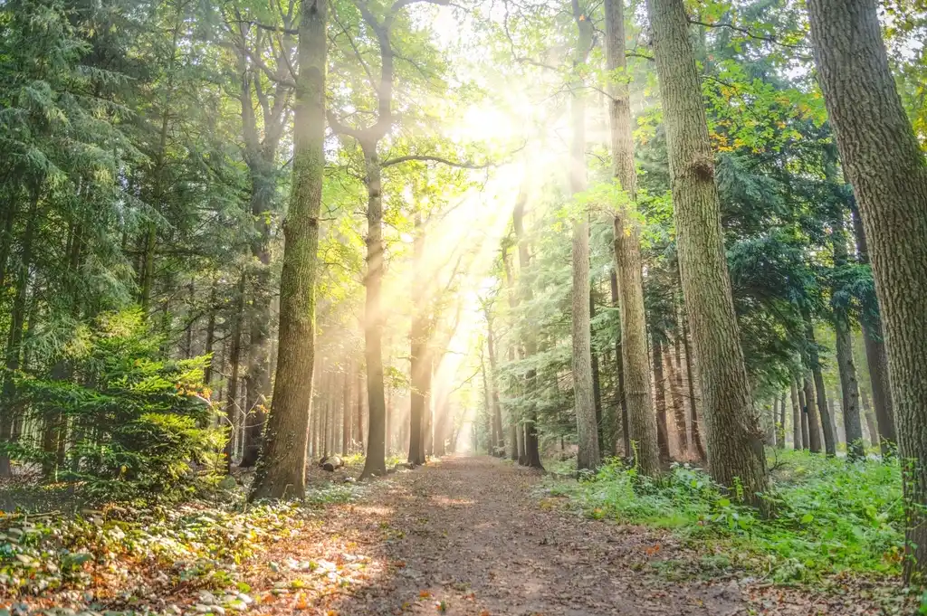 Luce del sole in un bosco nella nebbia